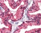 REEP5 Antibody (C-Terminus)